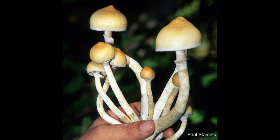 Medicines Tested When Combine With Mushrooms